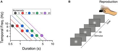 The role of non-numerical information in the perception of temporal numerosity